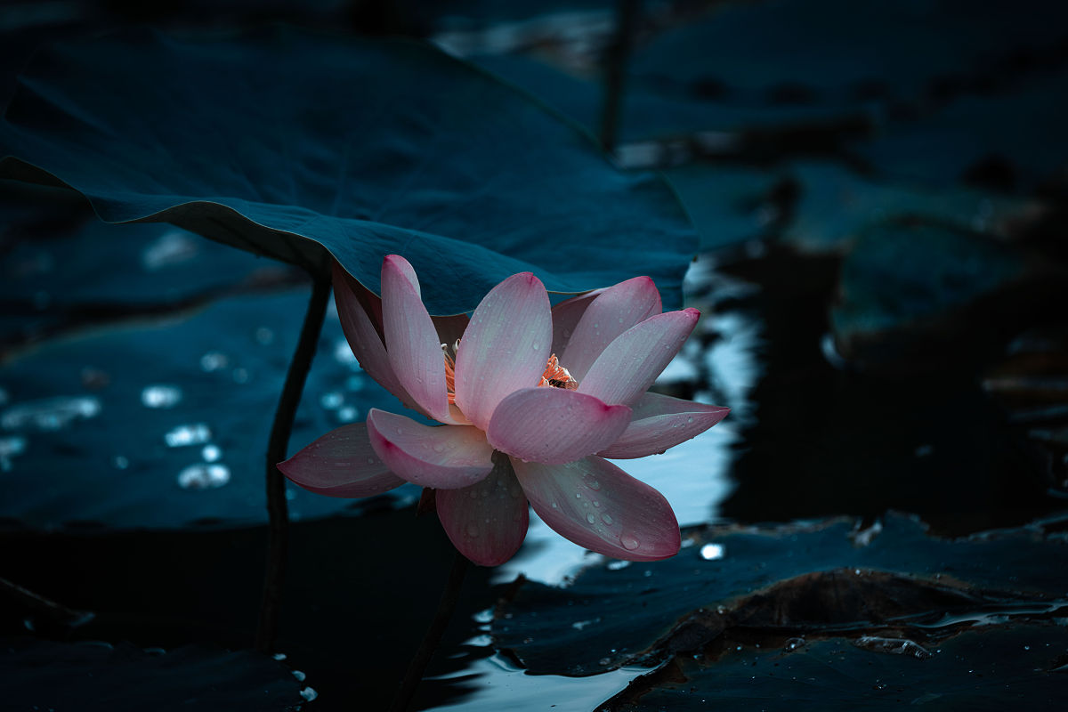 带雨荷表思念的诗
