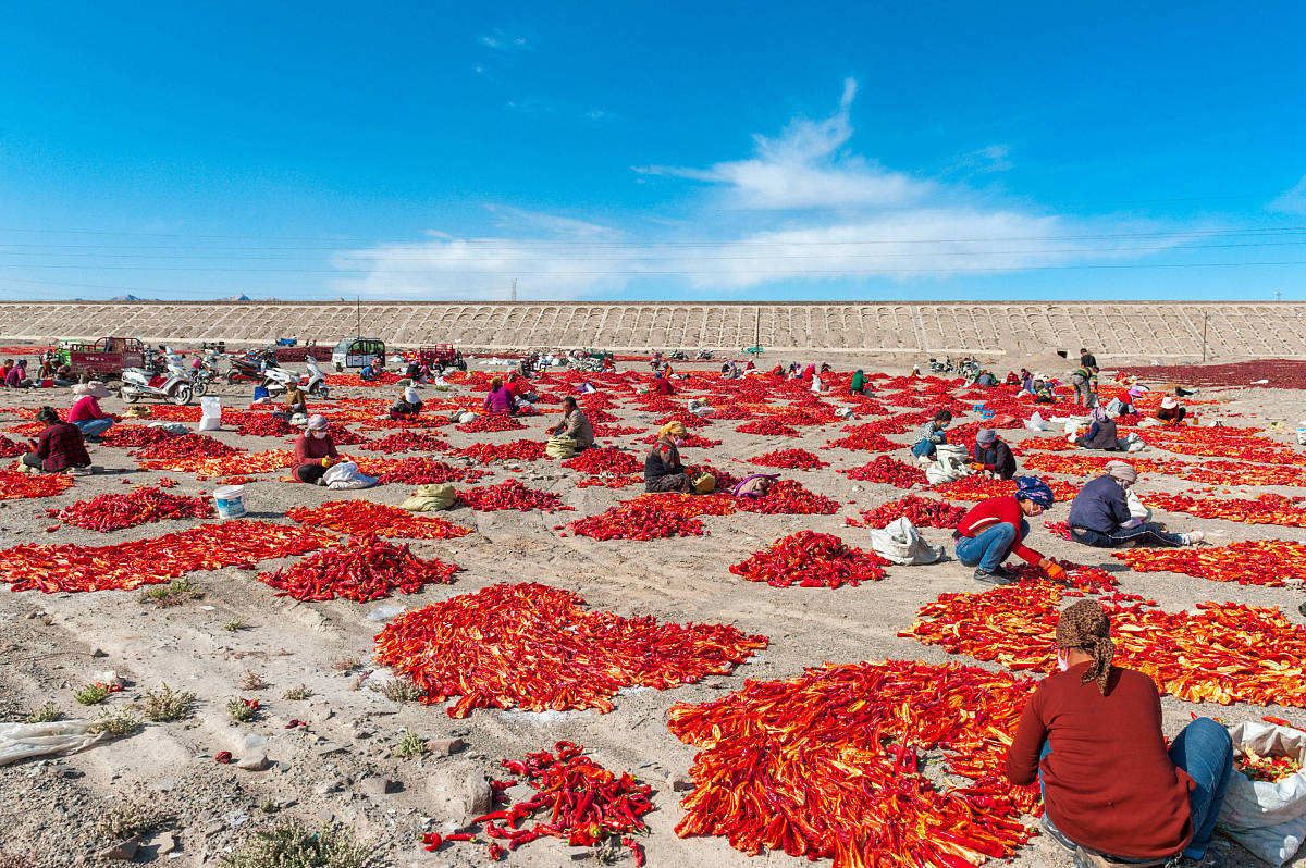 新疆辣椒的生长环境
