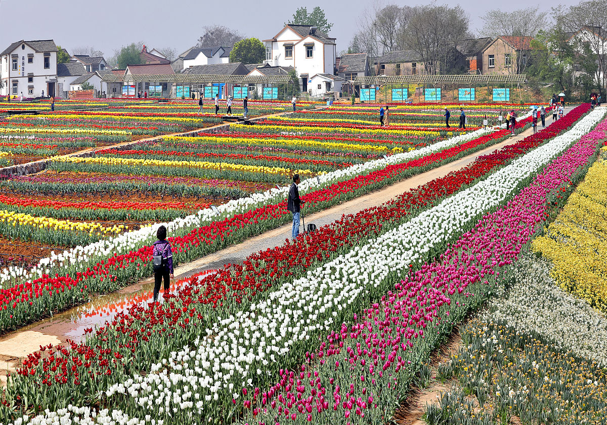 如何坐车去长沙县花田厝鲜花艺术小镇
