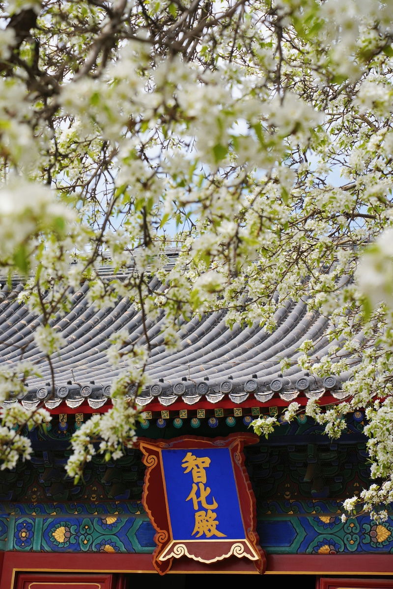2026年3月27日,北京,智化寺内梨花盛开,吸引游客驻足