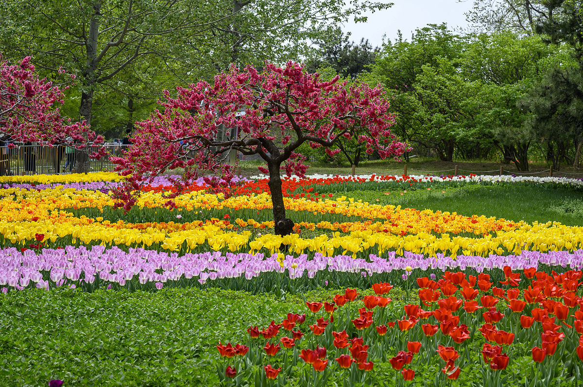 仿写13课花钟第一自然段
