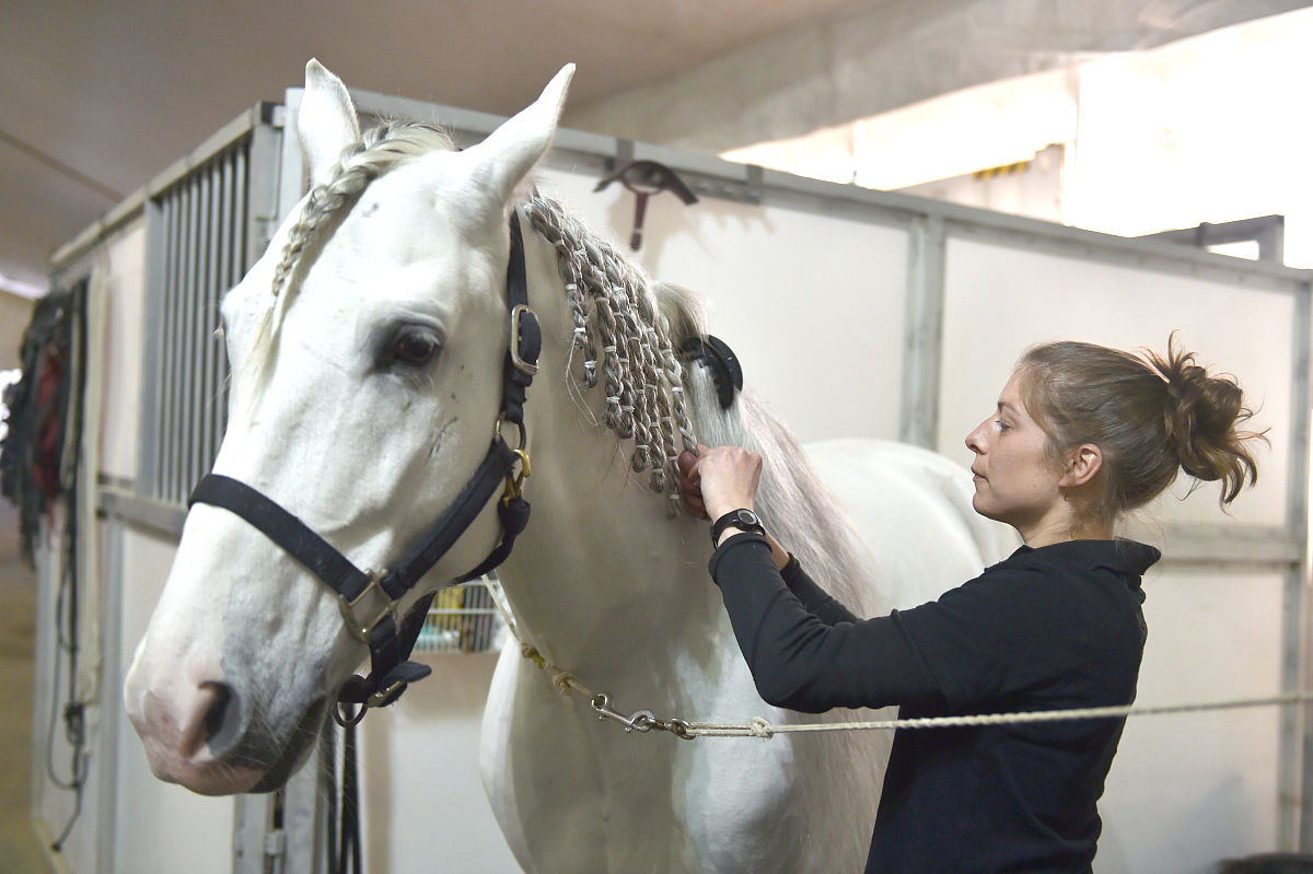 2018年2月7日,加拿大舞台秀《cavalia·舞马》在南京揭开神秘面纱,来
