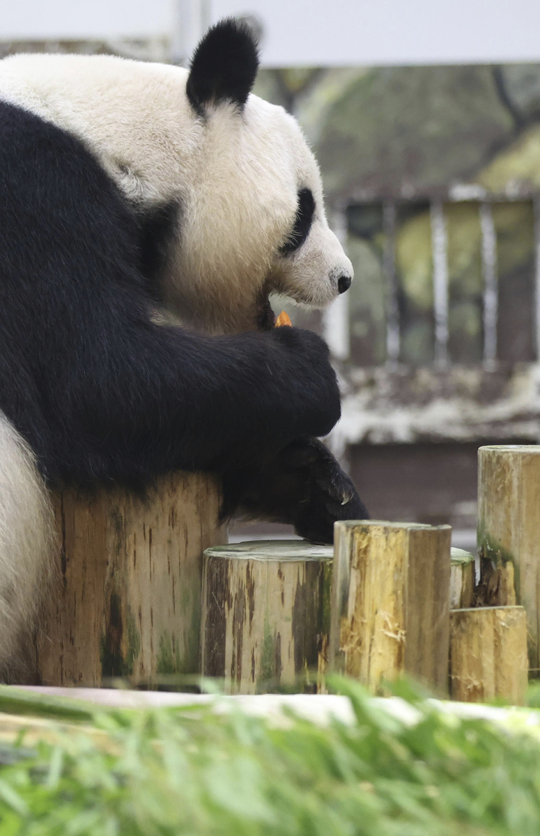 大熊猫最大的遗憾：失去自由和繁衍后代的机会