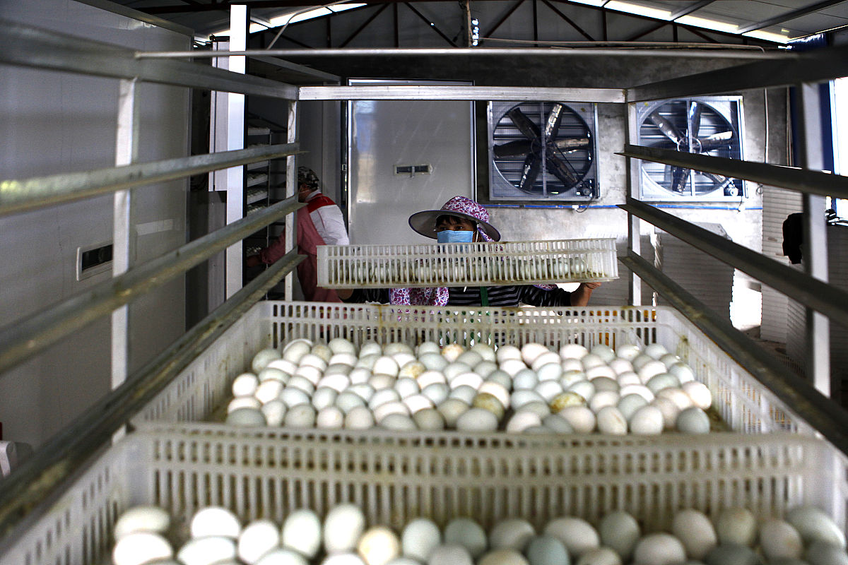 一直没有公鹅想孵小鹅当放入公鹅多少天产的蛋才能孵化小鹅 用300字描述