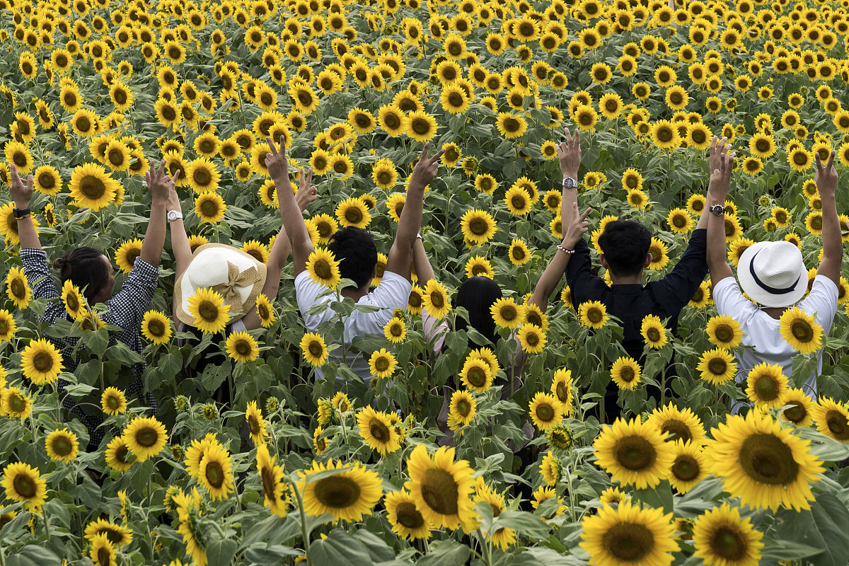 西安财经学院行知学院的财务管理专业有没有行业前景
