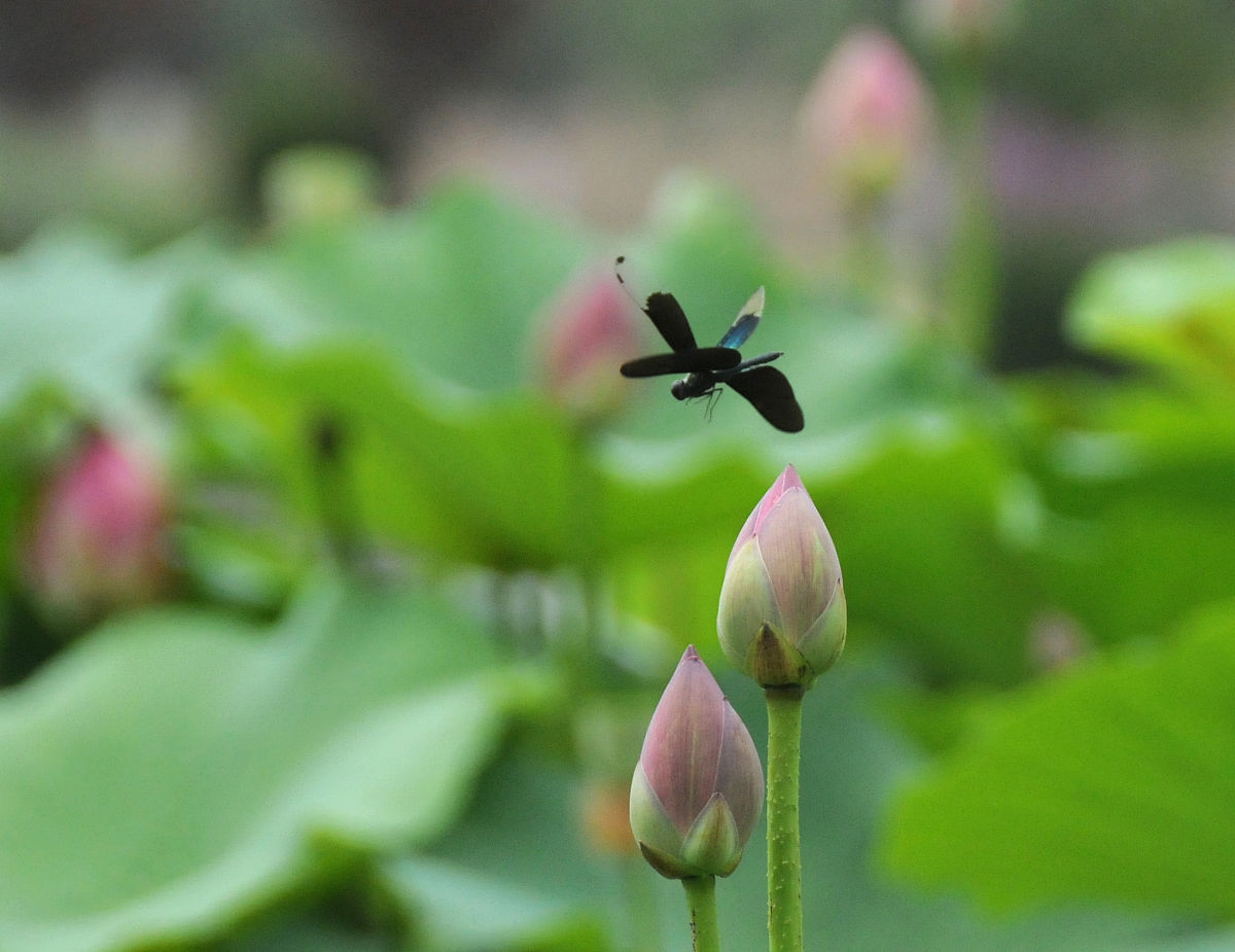 来一首唐诗 关于夏天