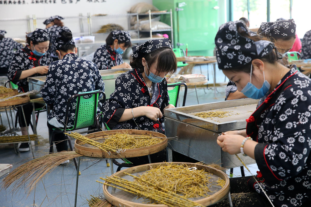 2019年8月23日,工作人员在安徽省六安市霍山石斛文化产业园霍山石斛枫