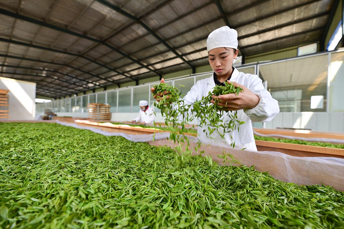黔南民族职业技术学院茶叶生产与加工专业怎么样？课程设置与就业前景分析