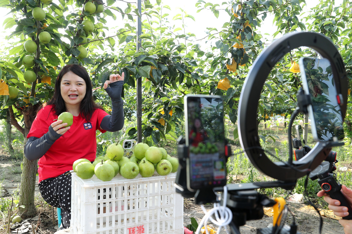 金秋硕果  甜蜜“橙”就  我县6万亩杂柑迎来丰收季
