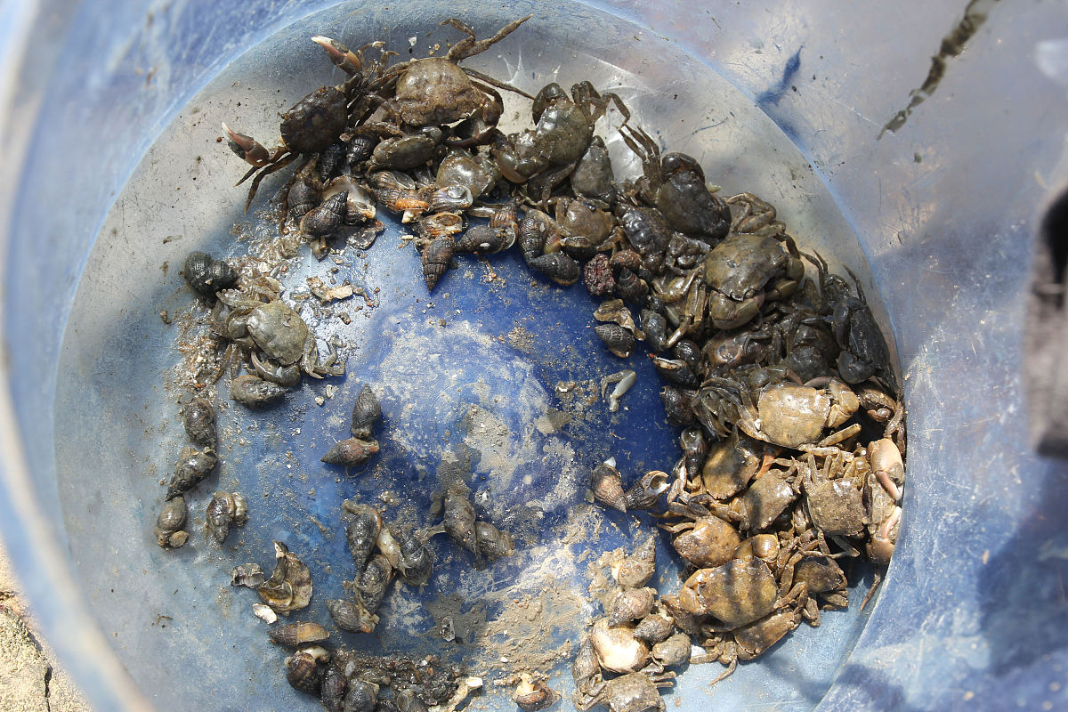 养殖蟹主要有哪些疾病会发生？