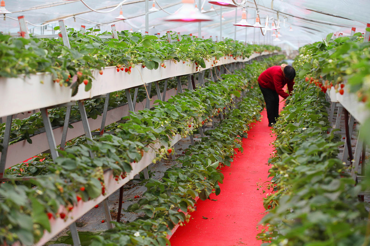 种植草莓感受用250字帮我详细描述