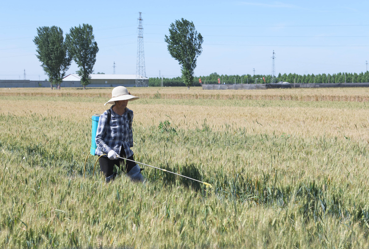 西安长安区小麦种植现状和病虫害防治调查：7月11日实地考察