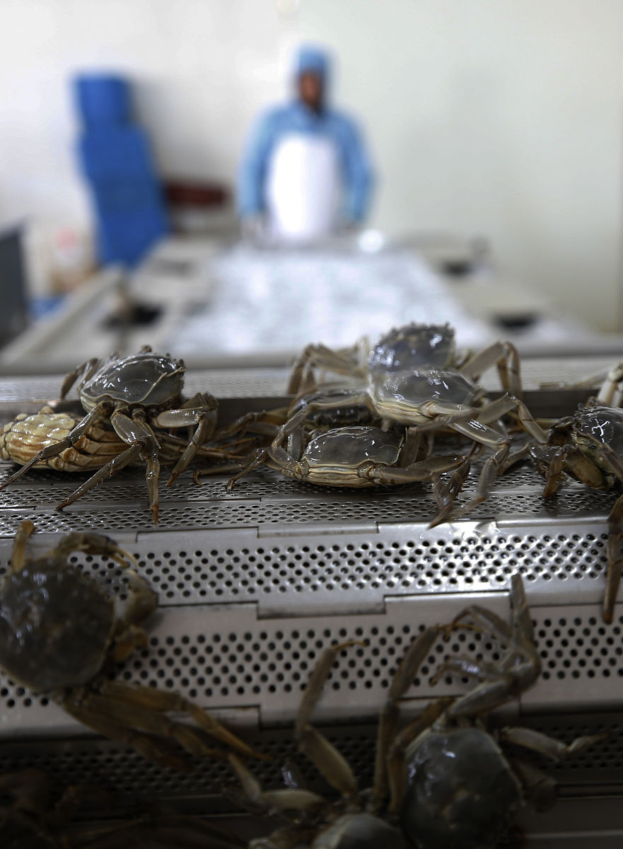 请600字博客文章主题是：梭子蟹怎么洗