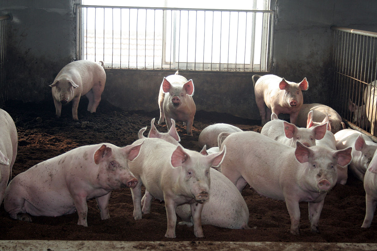 你现在正在撰写论文生猪传染性肠胃炎生猪传染性肠胃炎的综合防治措施请总结延安市A猪场对生猪传染性肠胃炎发病生猪的防治效果不少于500字。