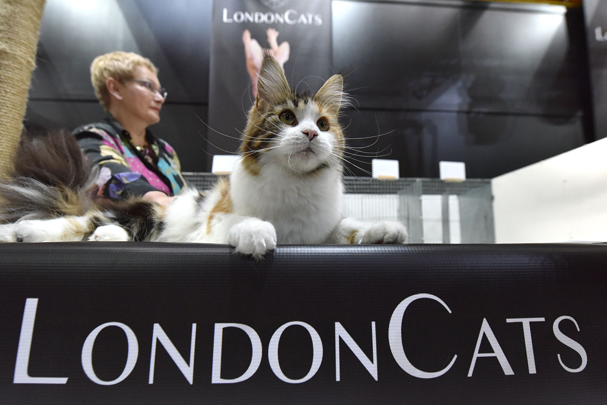 write satirical poetry about catdrinking urine