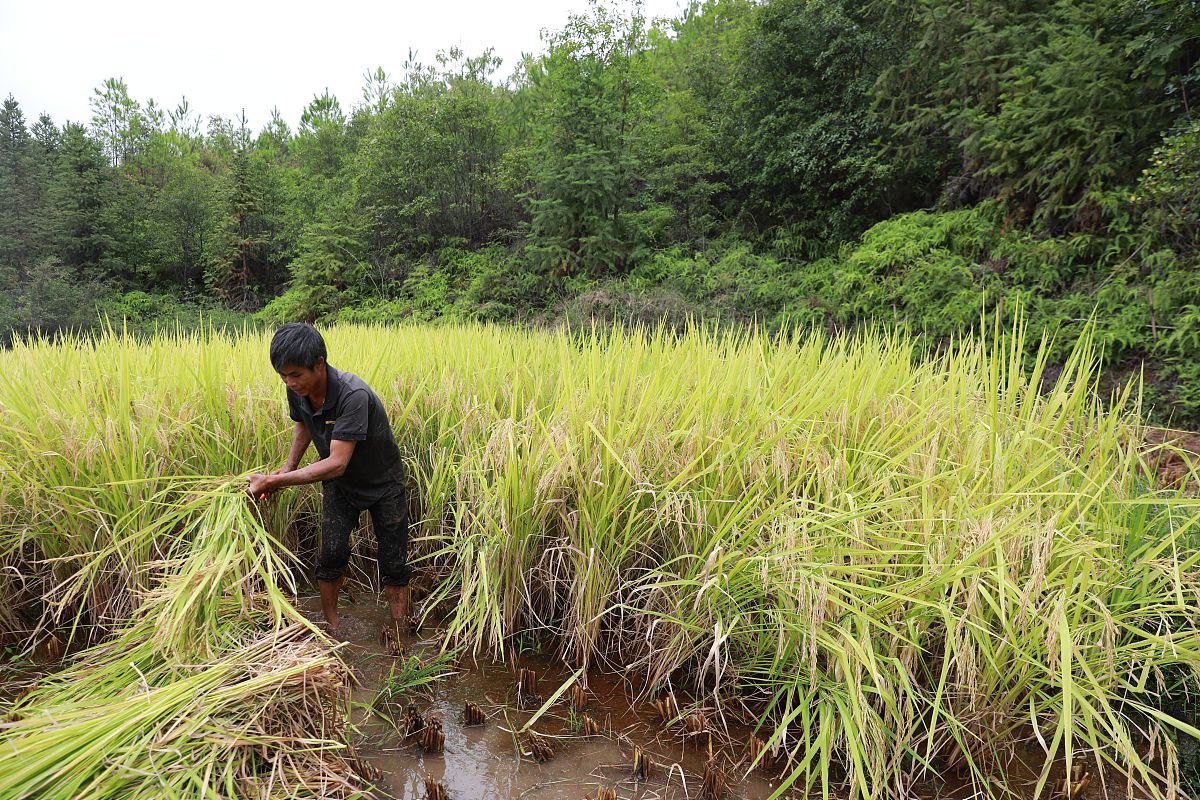 岚皋县水稻常见病虫害发生现状及防治措施研究