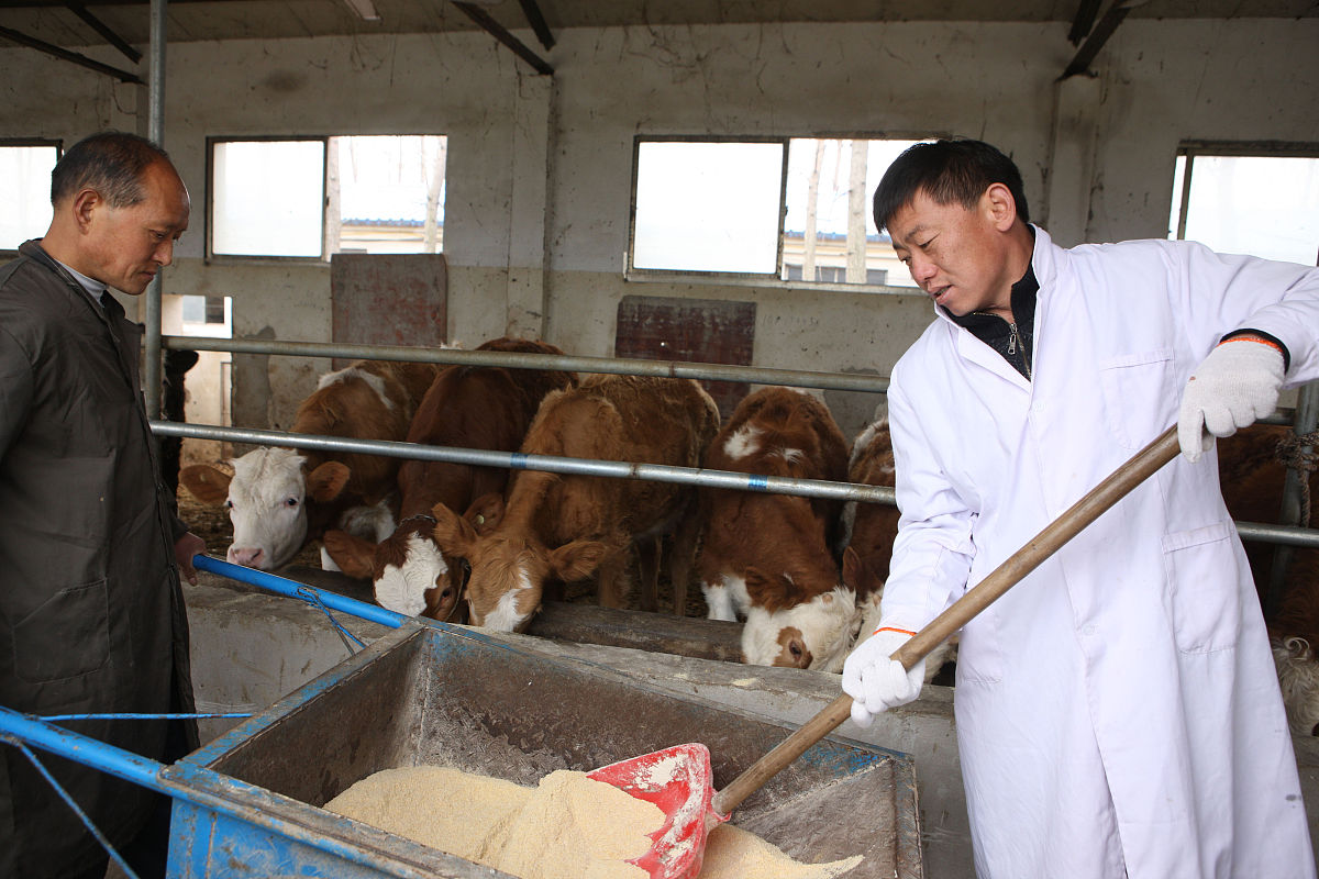 肉牛繁殖技术要点：提高繁殖效率的关键指南