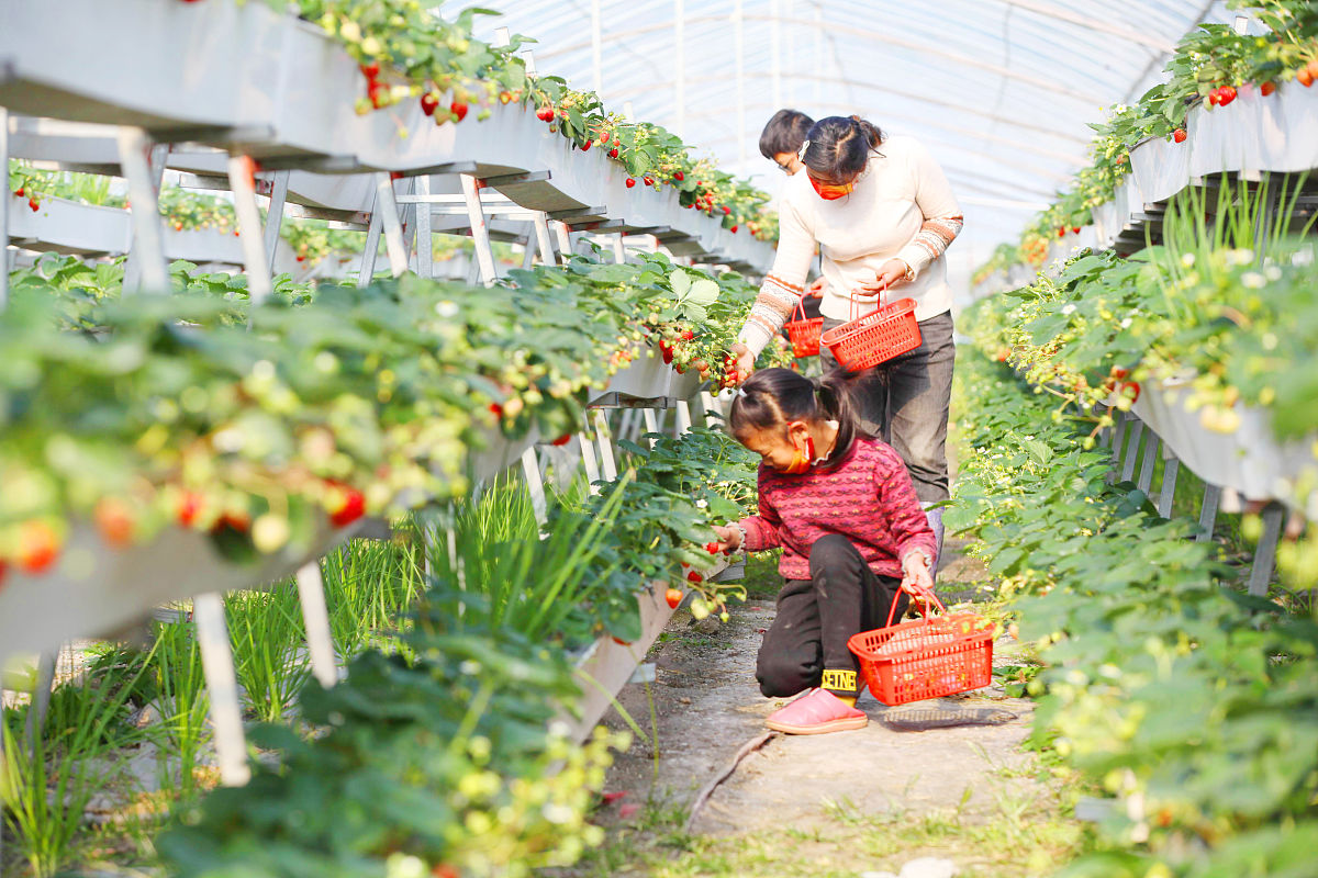 培养农科素养，强农必定有我：学生如何投身农业发展