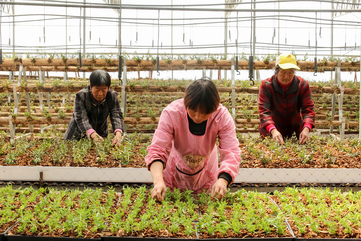 2021年4月5日,在江苏南通如皋市长江镇铁皮石斛仿野生种植示范基地,村