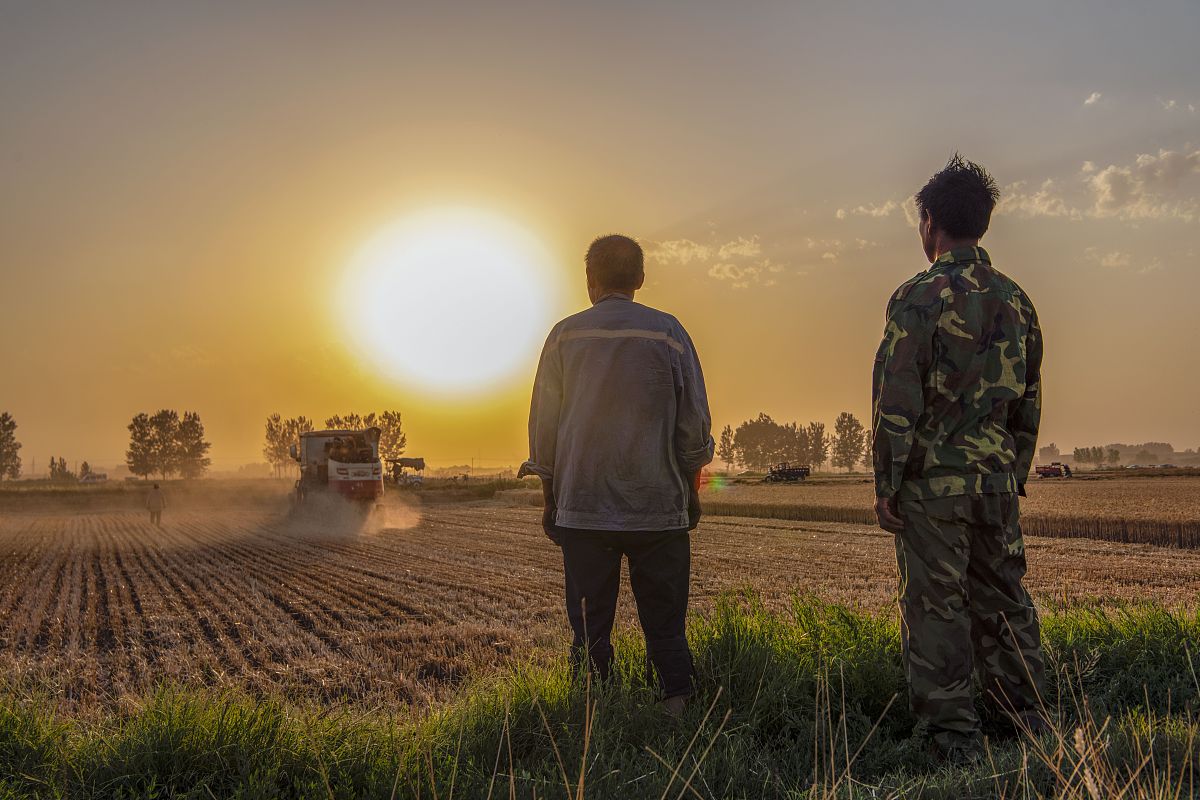 15下列情况中不会引起小麦供给曲线移动的是 A、小麦的市场价格下降B、化肥价格上升C、替代品大麦的价格上升D、小麦获得丰收