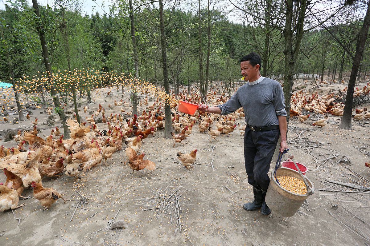 山区适合养殖什么