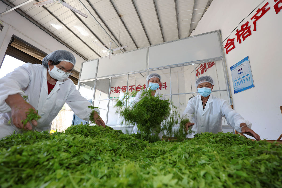 宁德职业技术学院茶叶生产加工技术专业怎么样？发展前景和教学特色解析