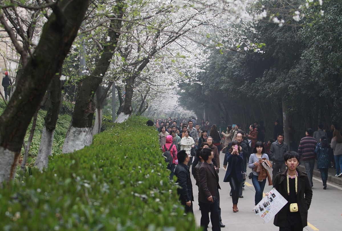 2013年3月13日,武汉大学开始按每人次20元标准向社会游客收取"赏樱门