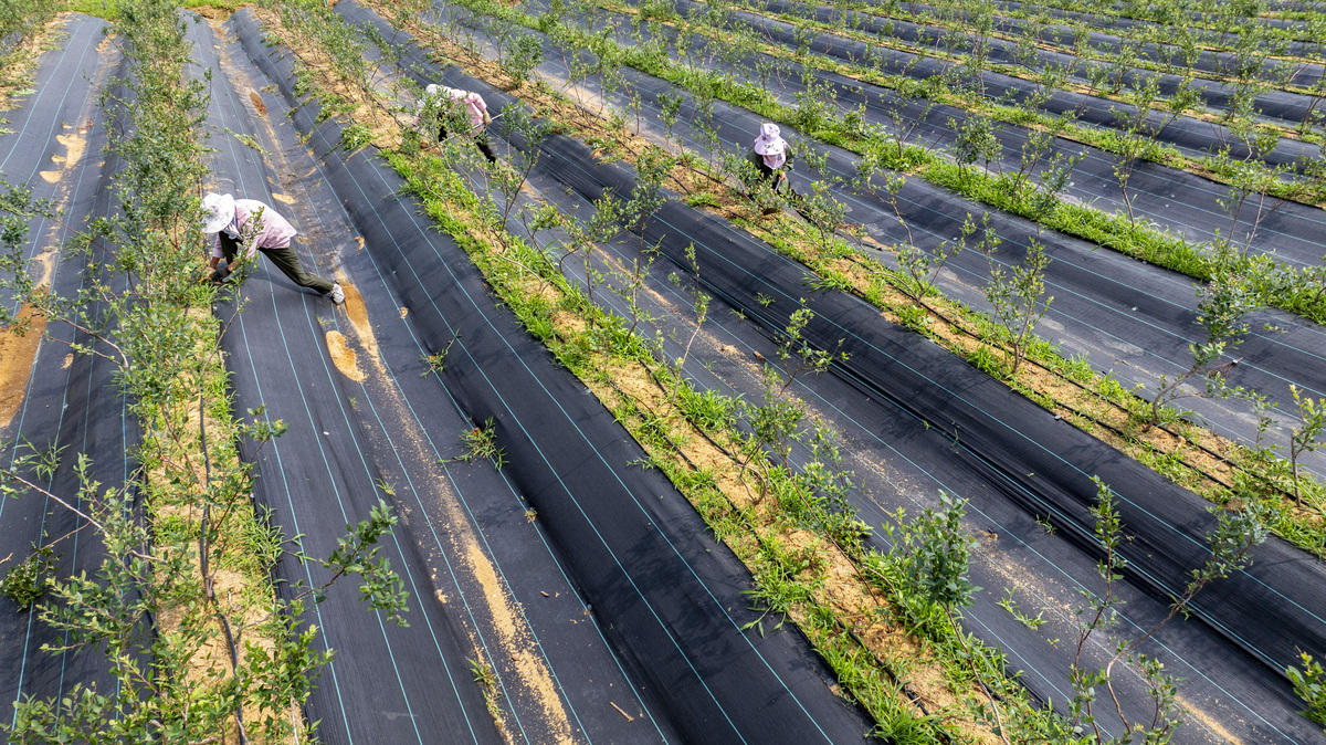 国家可降解液态地膜扶持政策：促进农业发展，保护环境