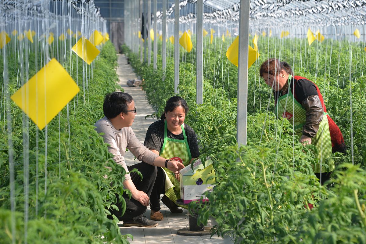 农业经济管理论文写作指南：主题、参考文献及写作建议