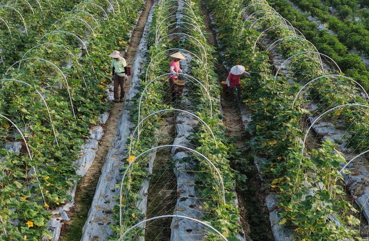 爬藤绿宝甜瓜可以爬地种吗帮我用180字详细描述