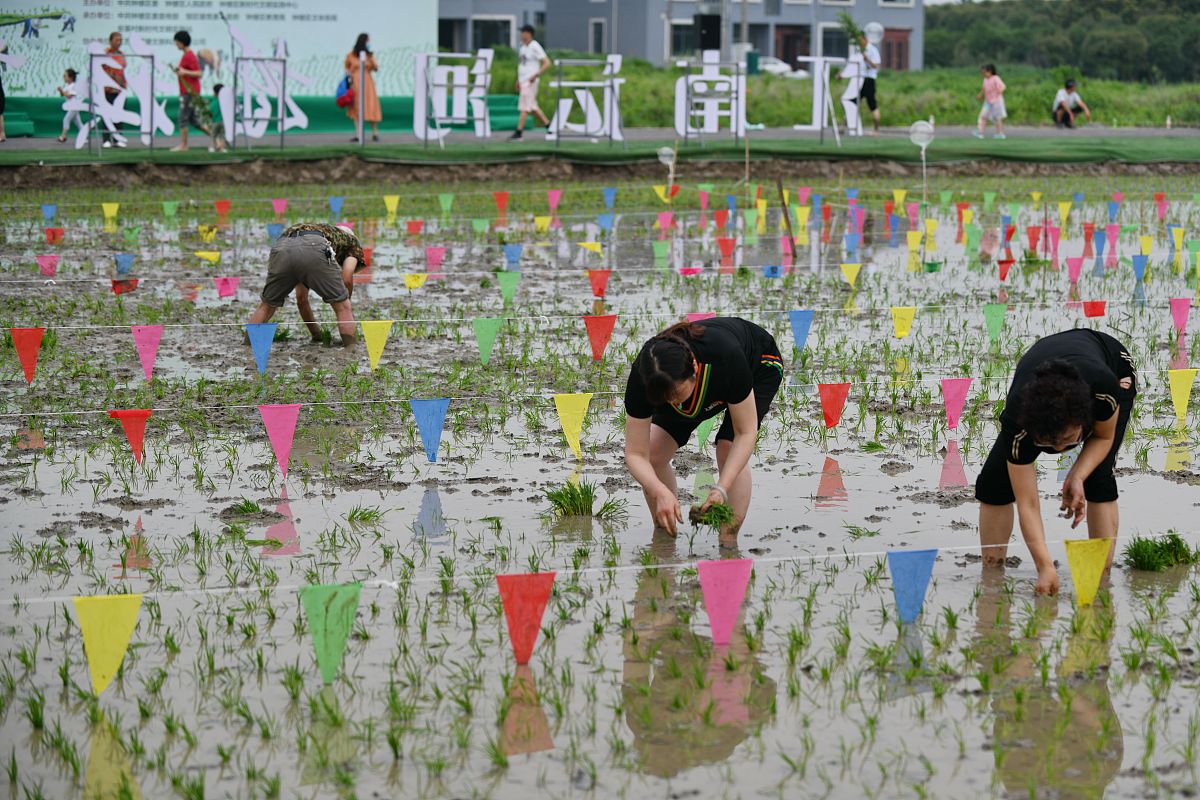 探美团紫鹊季梯田抓泥鳅大赛！谁将夺得新化好物？