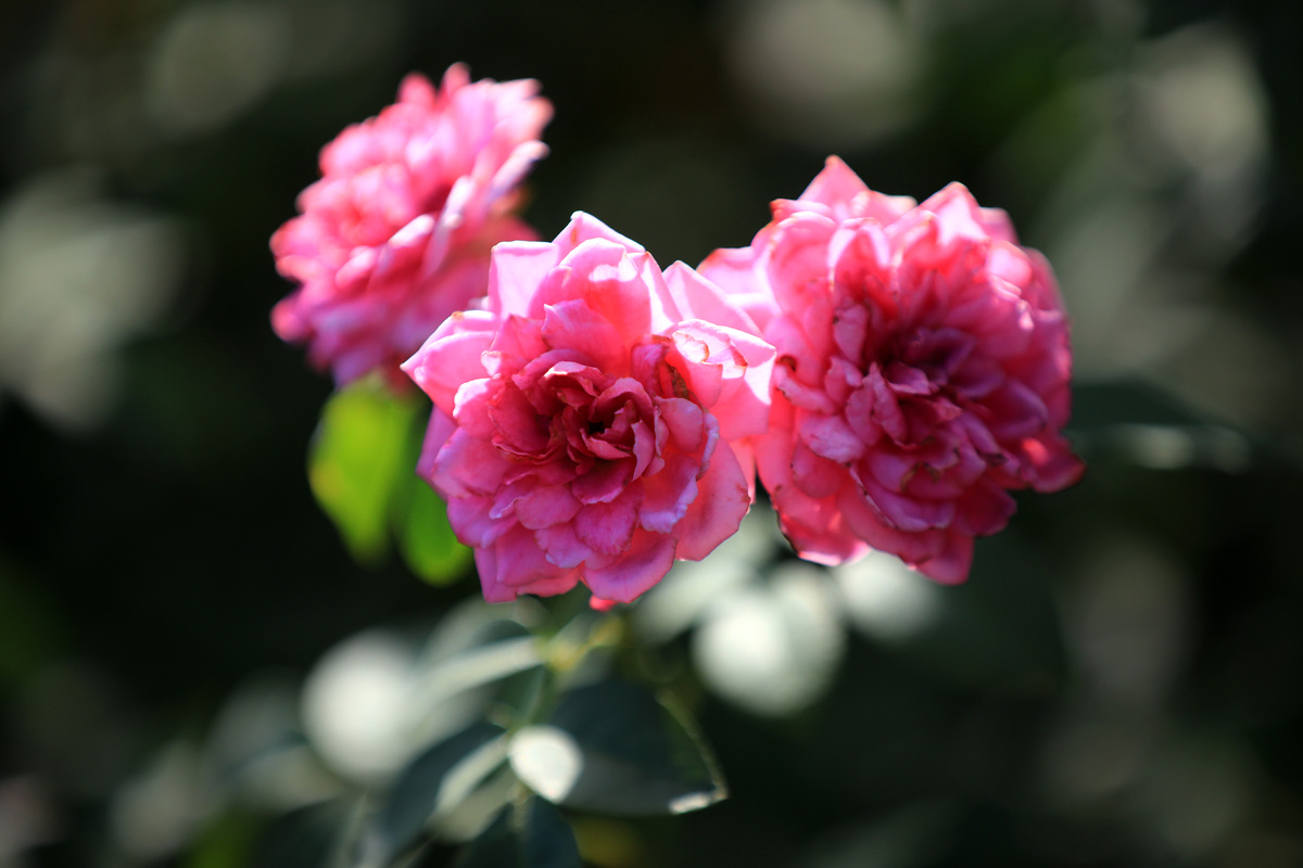 月季修剪技巧：如何让月季开花更多更美？