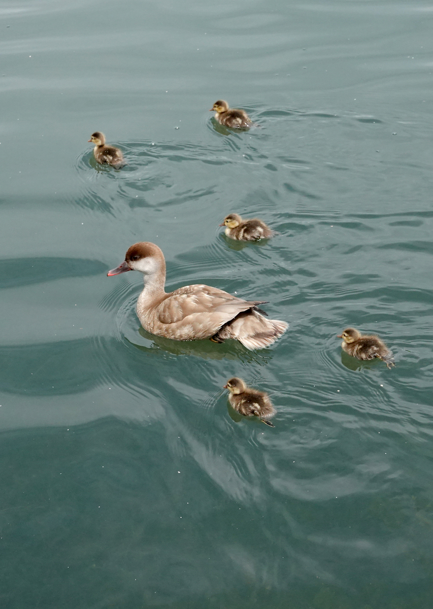 鸭子喜欢主人的10种表现：解密你的鸭鸭爱你有多深！