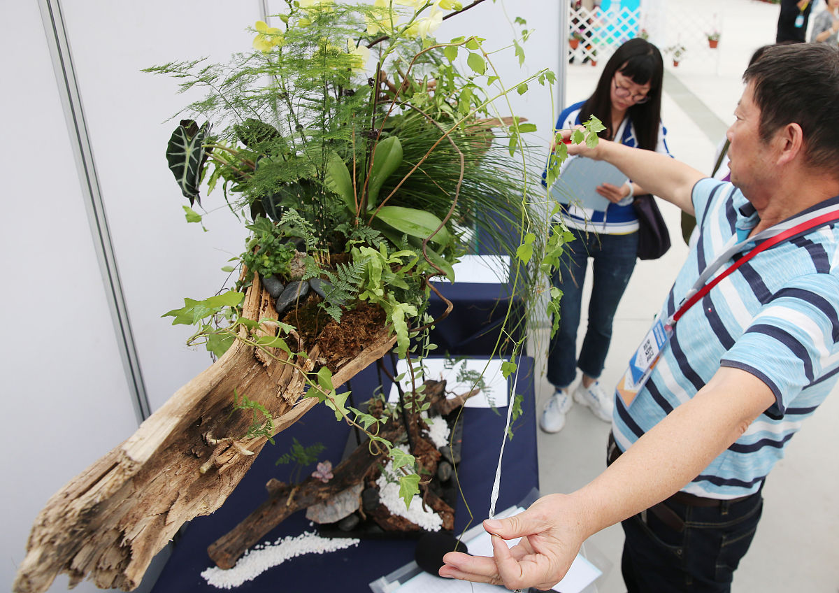 绿寝行动：寝室绿植日志大赛，开启你的绿色生活