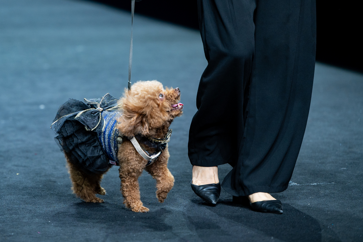 超萌预警！两只脚走路的猫咪模特带你走进时尚穿搭世界！
