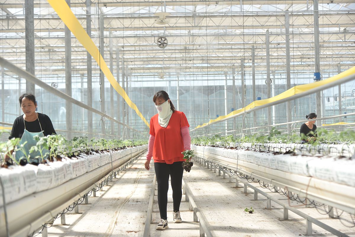 请帮我写一份大型智能温室的操作规程