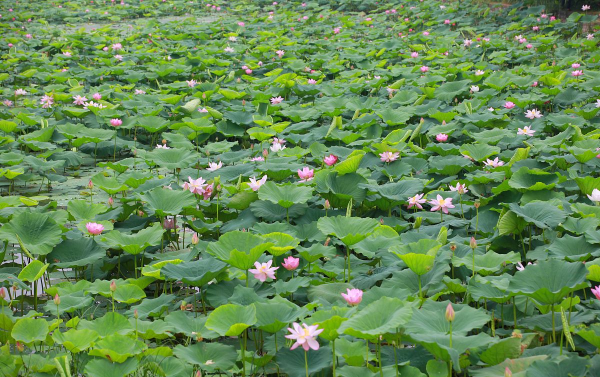 2019年6月16日,南京,玄武湖景区内拍摄的荷花,争奇斗艳,煞是好看.