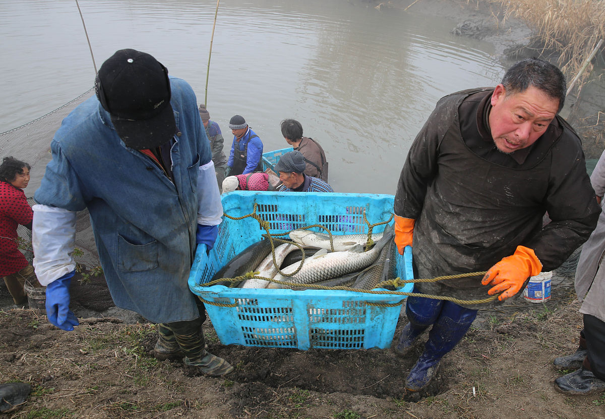 俄罗斯水产养殖产业分布：从鲟鱼到龙虾