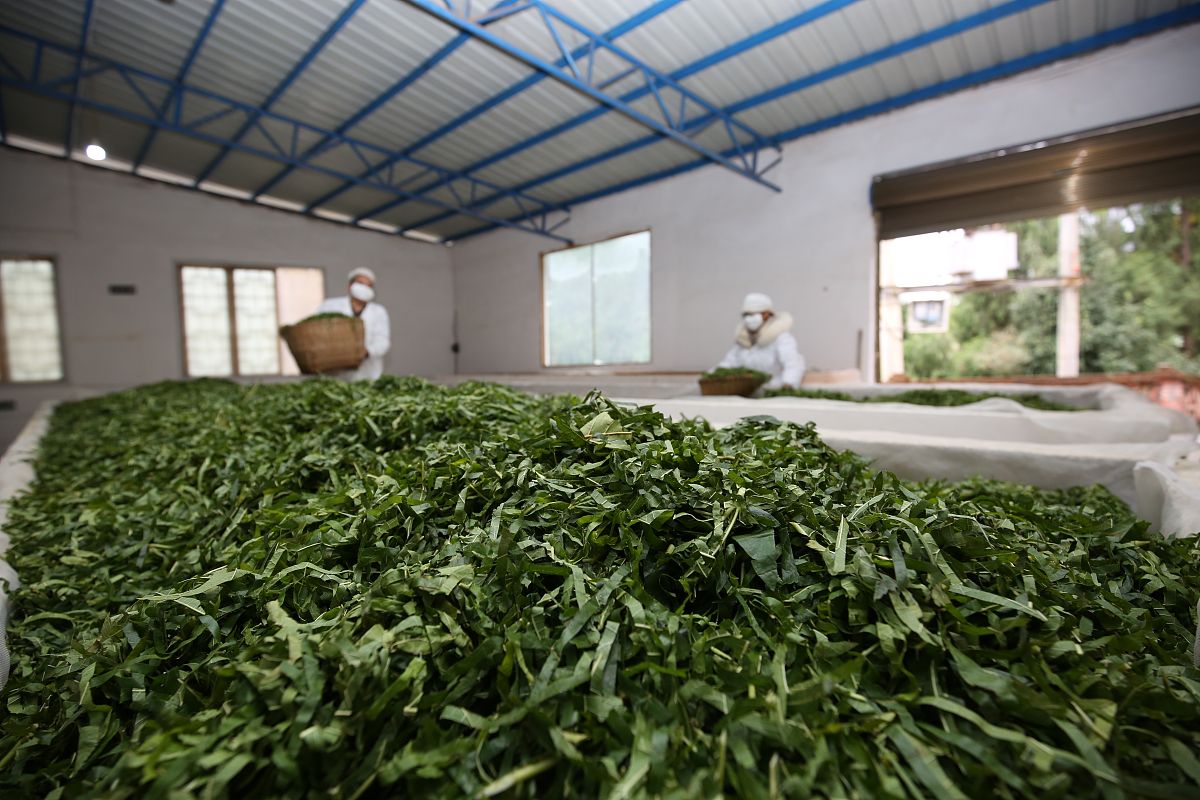 马边彝族自治县碧桂园职业中学茶叶生产与加工专业怎么样？发展前景如何？