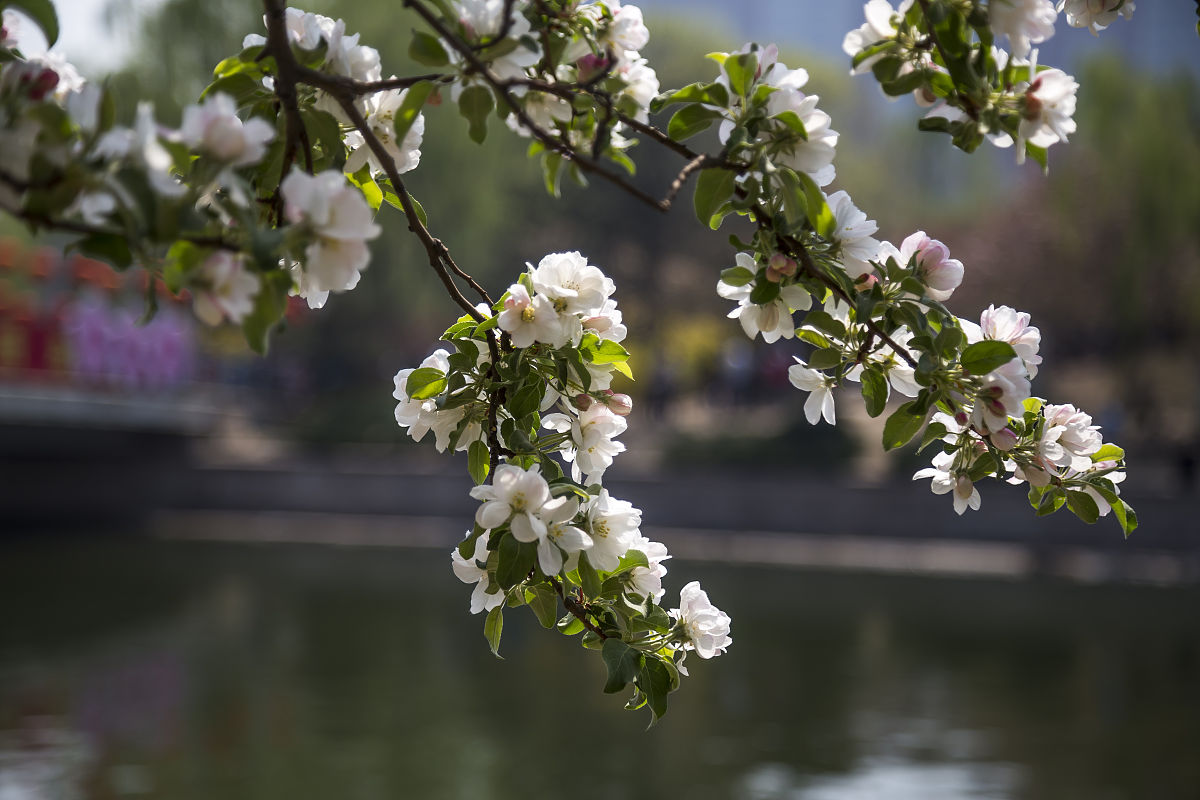 关于春天的句子：描绘春天的美景、气息、气候和活动