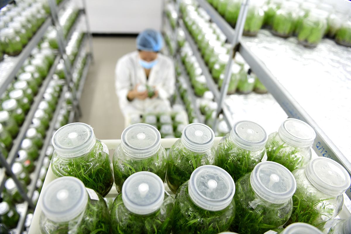 百香果组培苗内生菌污染控制研究：分离、鉴定及抗生素抑制方法