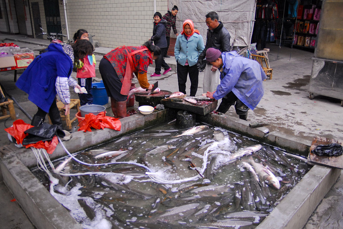 清江鱼供应短缺，我市水产公司如何应对？