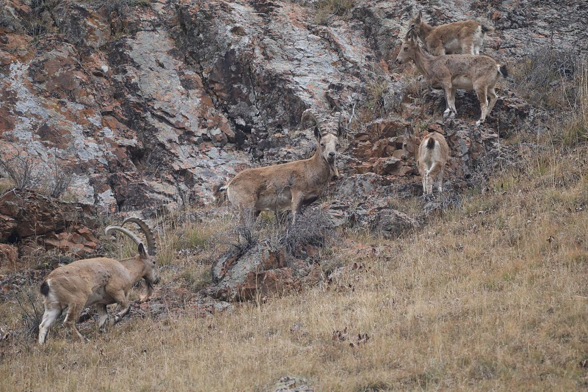 古北方野羊的祖先是什么进化的