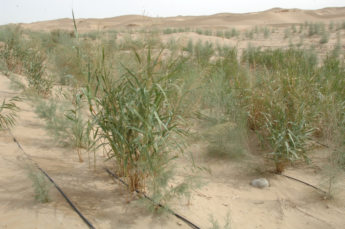 塔克拉玛干沙漠 '干' 字读音