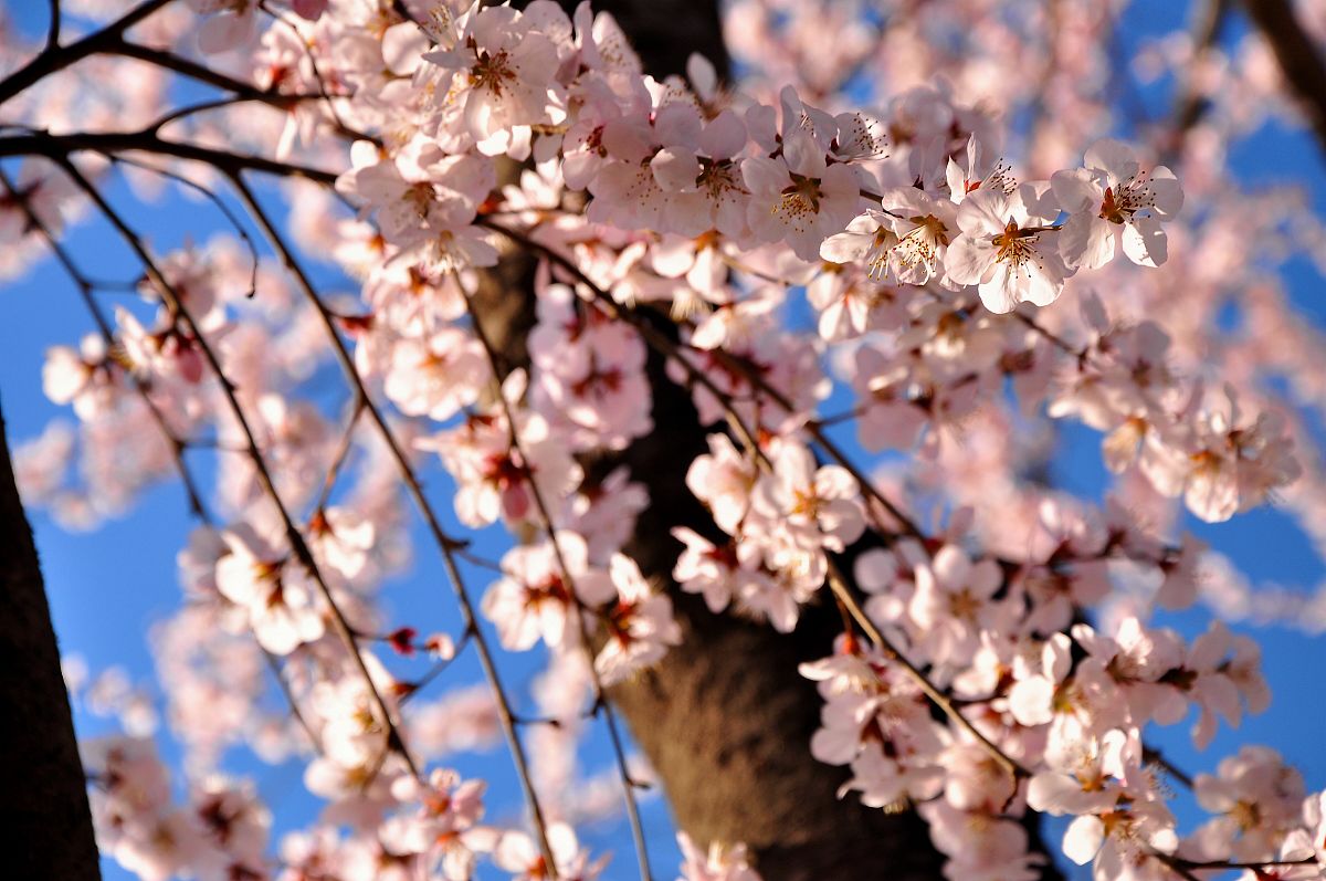 北京哪里能赏樱花