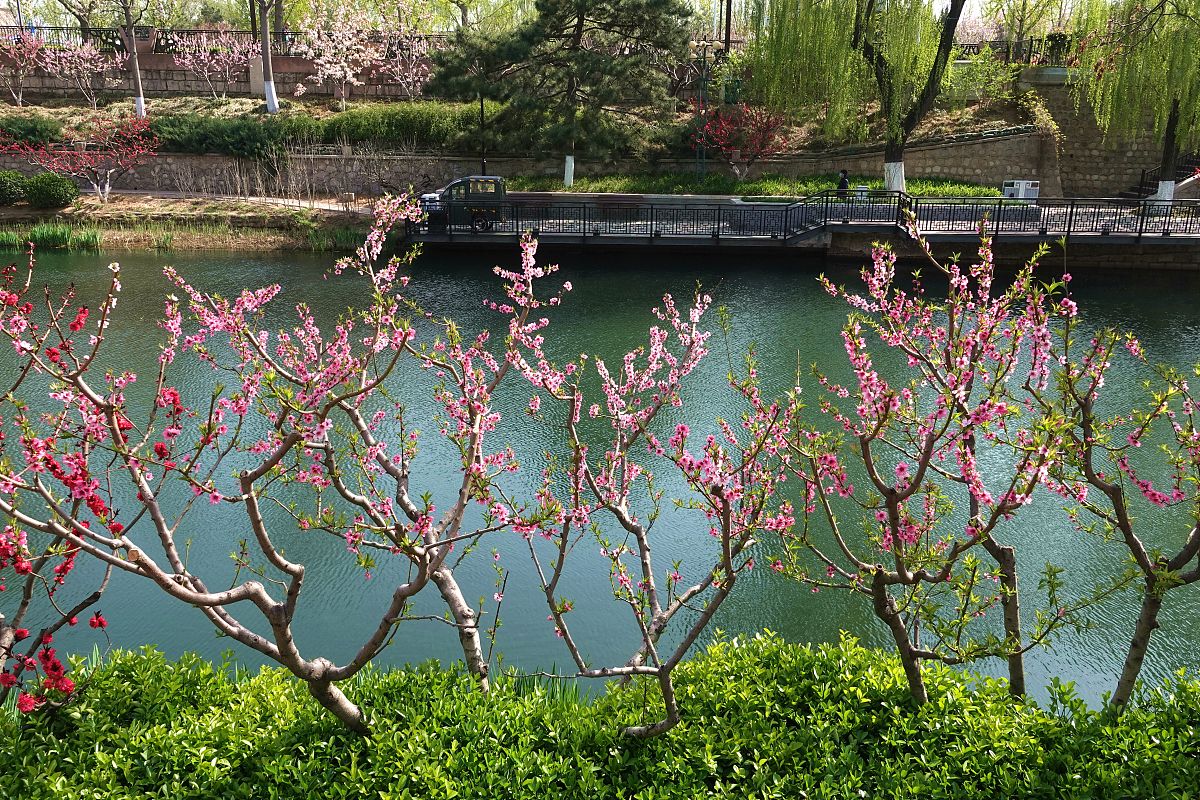 春之梦：一个充满生机与希望的春天梦境