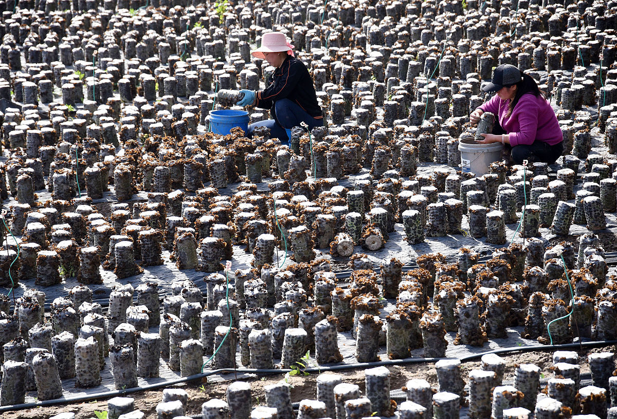 加强农村木耳种植技术人员智力支持的提案