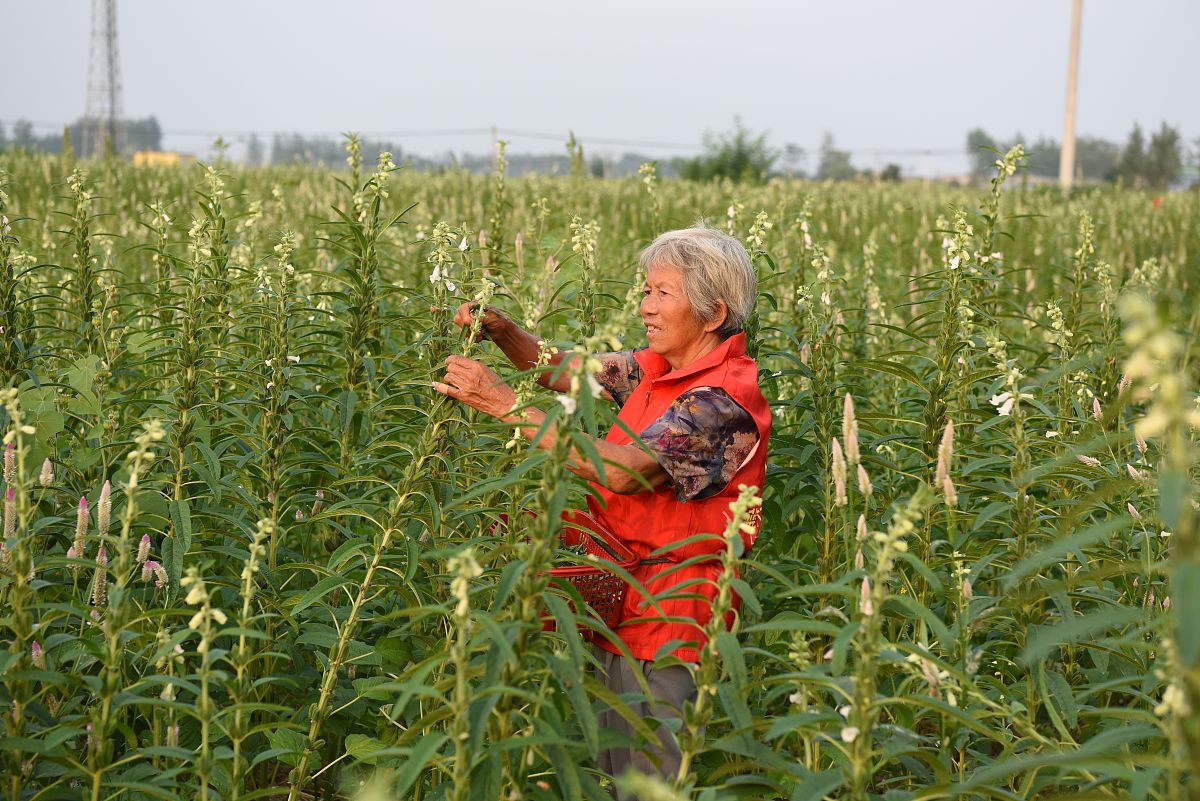 驻马店小学开学时间确定！2022年2月28日正式开学