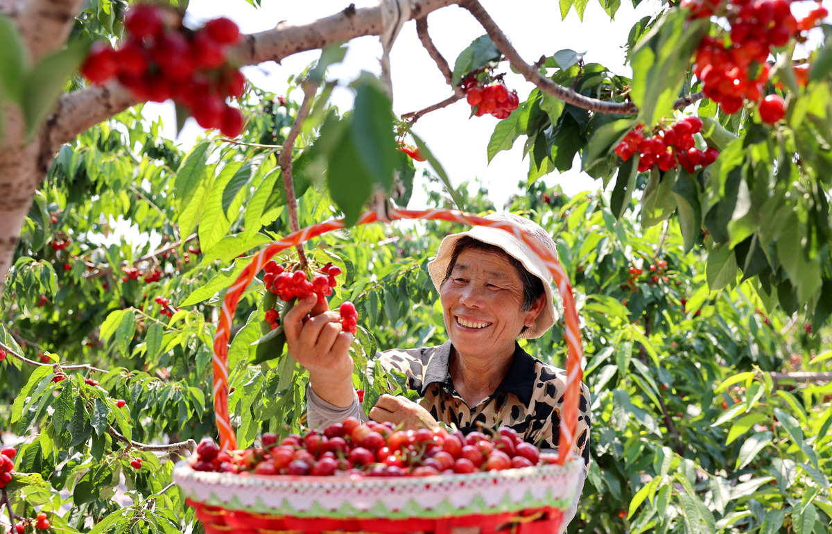 陕西渭南方寨红樱桃基地：大学生调研参观体验 - 了解樱桃种植技术、采摘乐趣