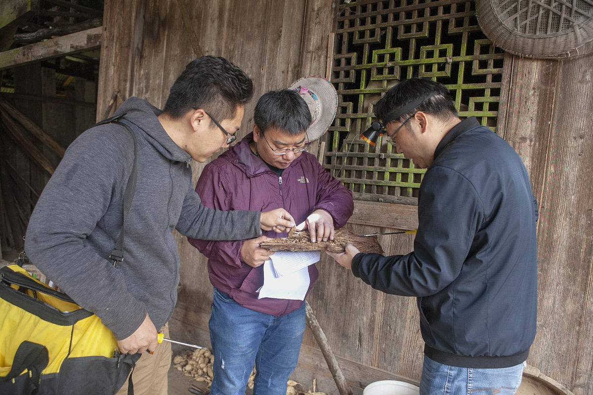 白蚁防治普查人员管理方案及实施指南